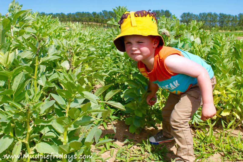 Picking broad beans at Roundstone 