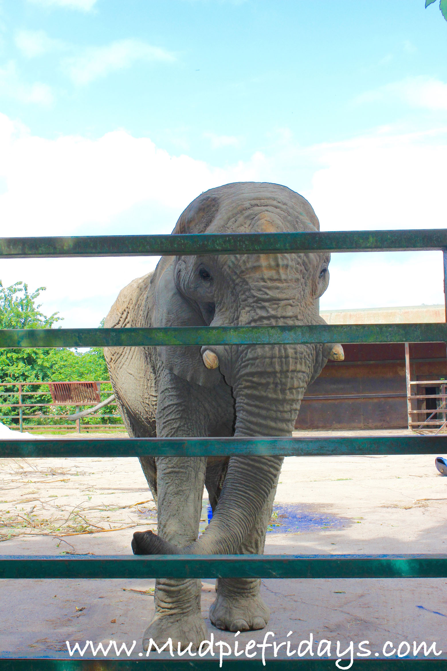 Howletts Elephants