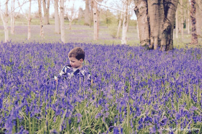 Bluebells walks in Sussex at Wakehurst