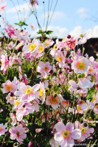 Sissinghurst Castle National Trust