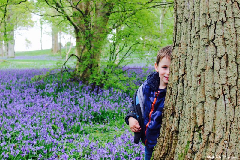 The best place for bluebells in Sussex