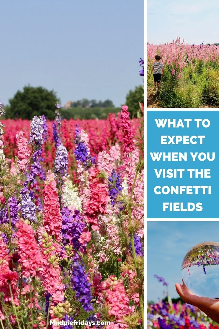 What to expect when you visit the Confetti Fields