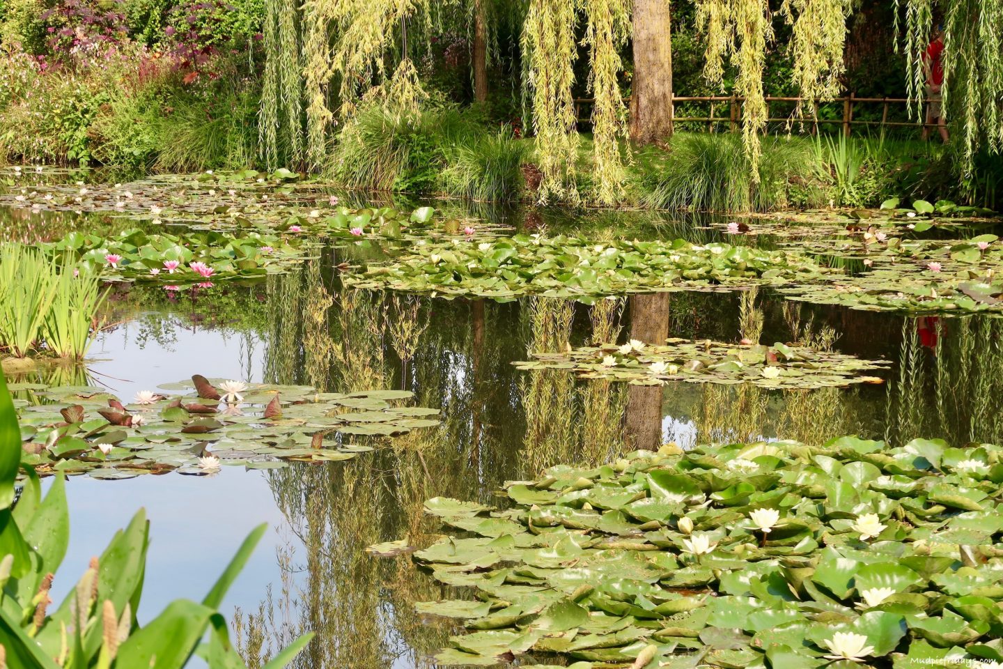 Monets water lilies in his garden in France