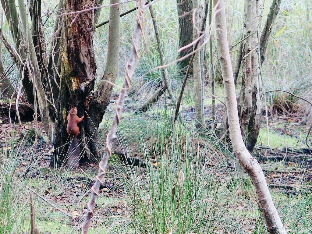 A red squirrel on Brownsea Island, National Trust in Dorset