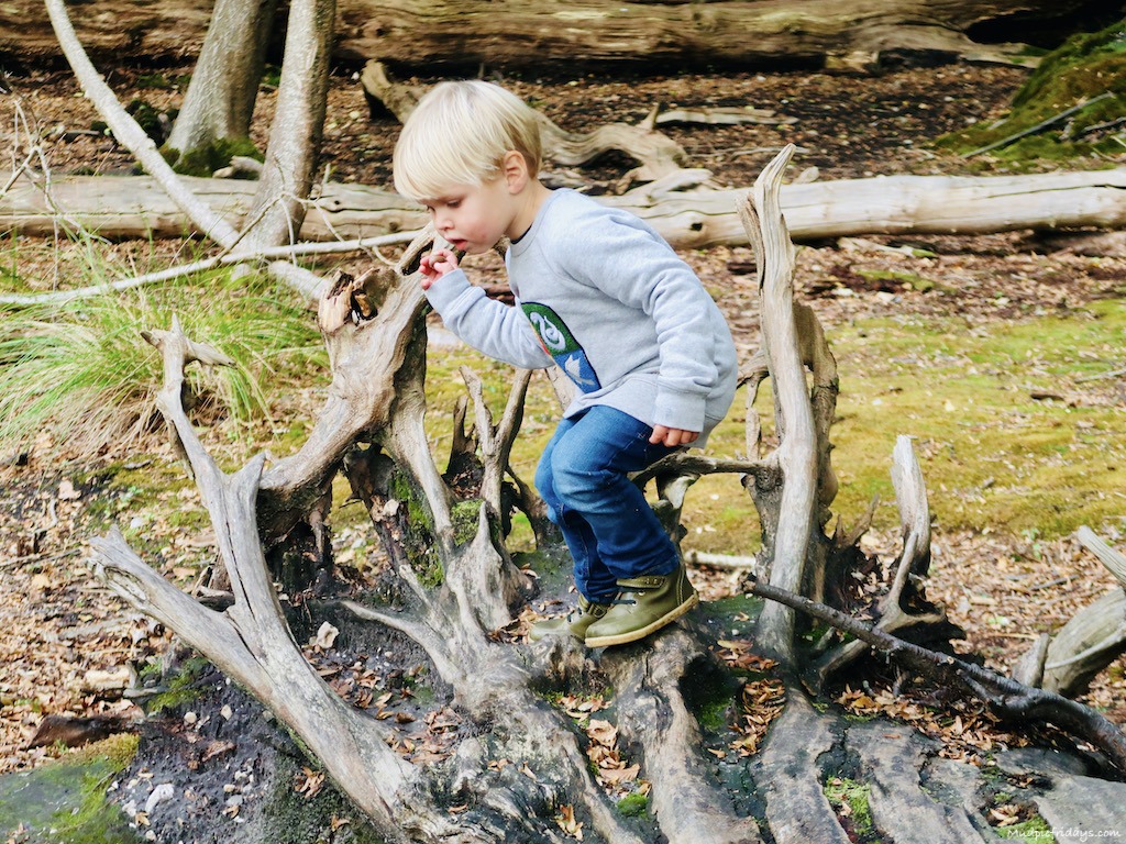 Harry climbing tree stumps