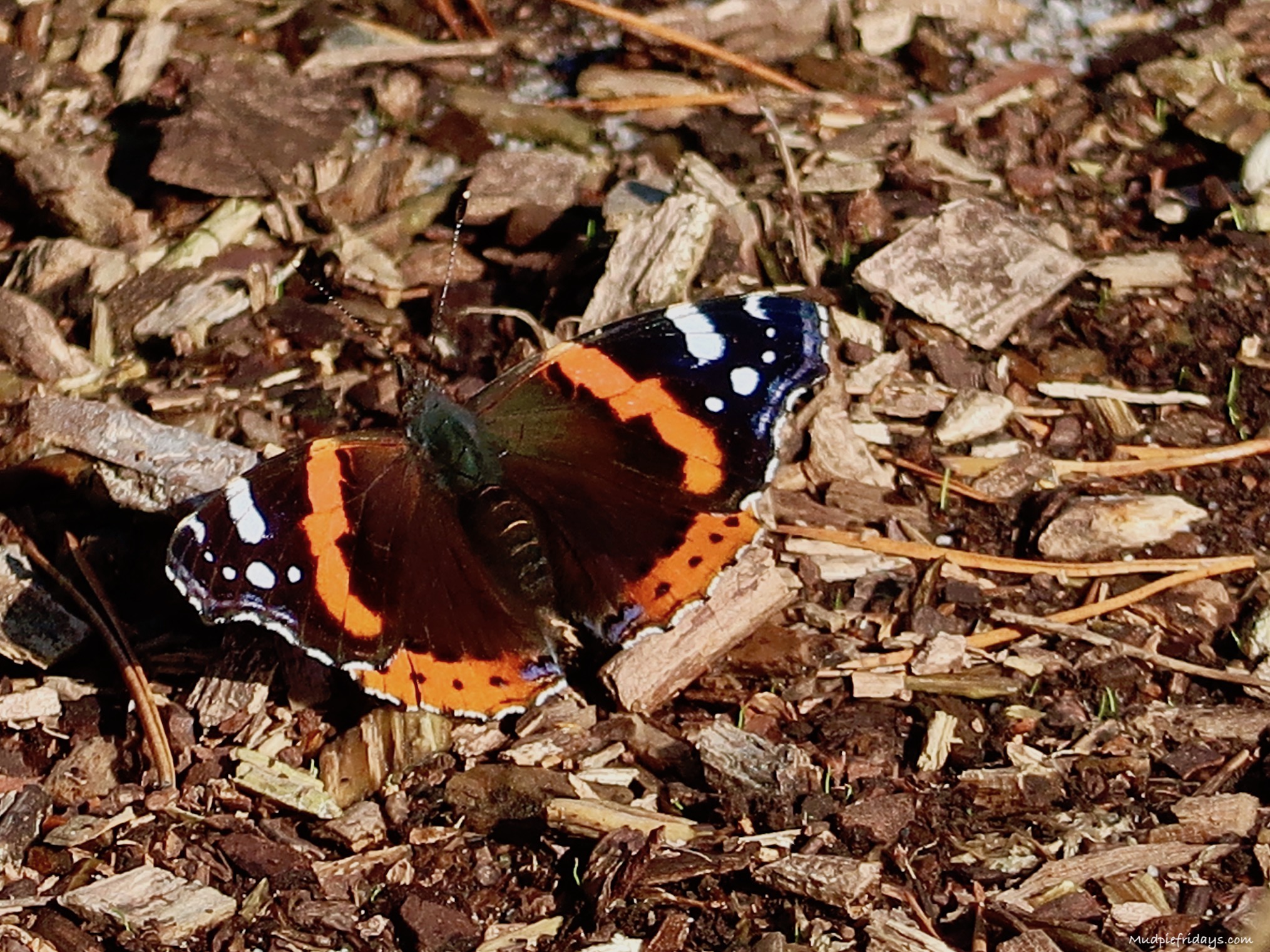 butterfly on the woods floor
