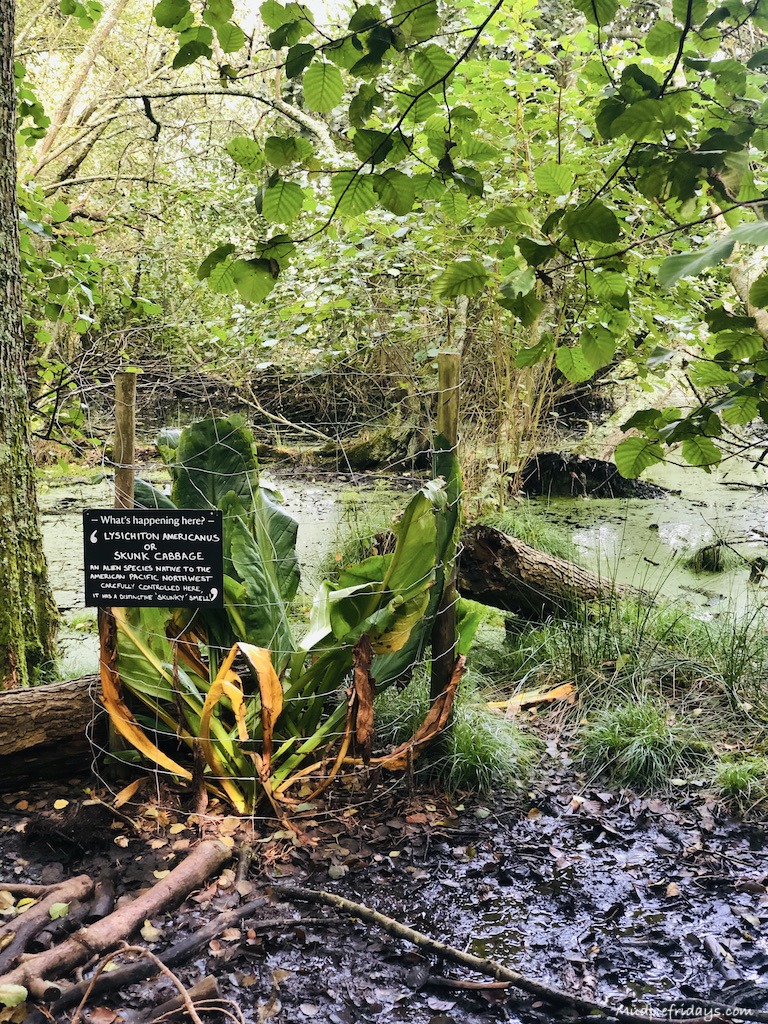 Unusal plant life on Brownsea island