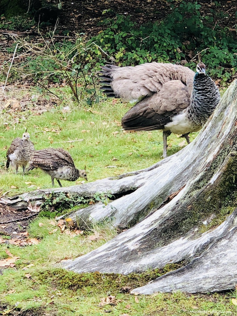 peahens and baby peacocks