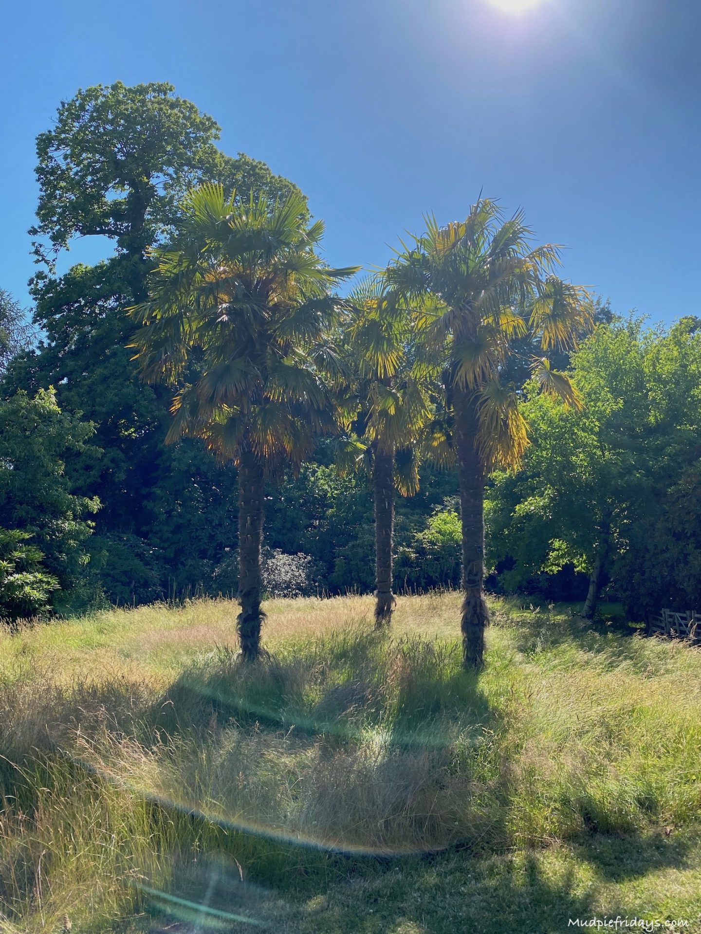 Trees in the sunshine