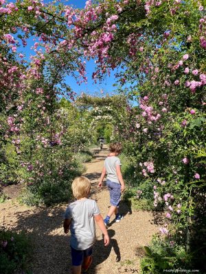 The boys in the rose garden