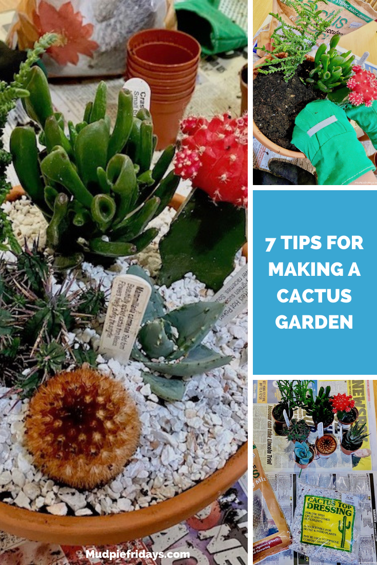 7 Tips for Making A Cactus Garden