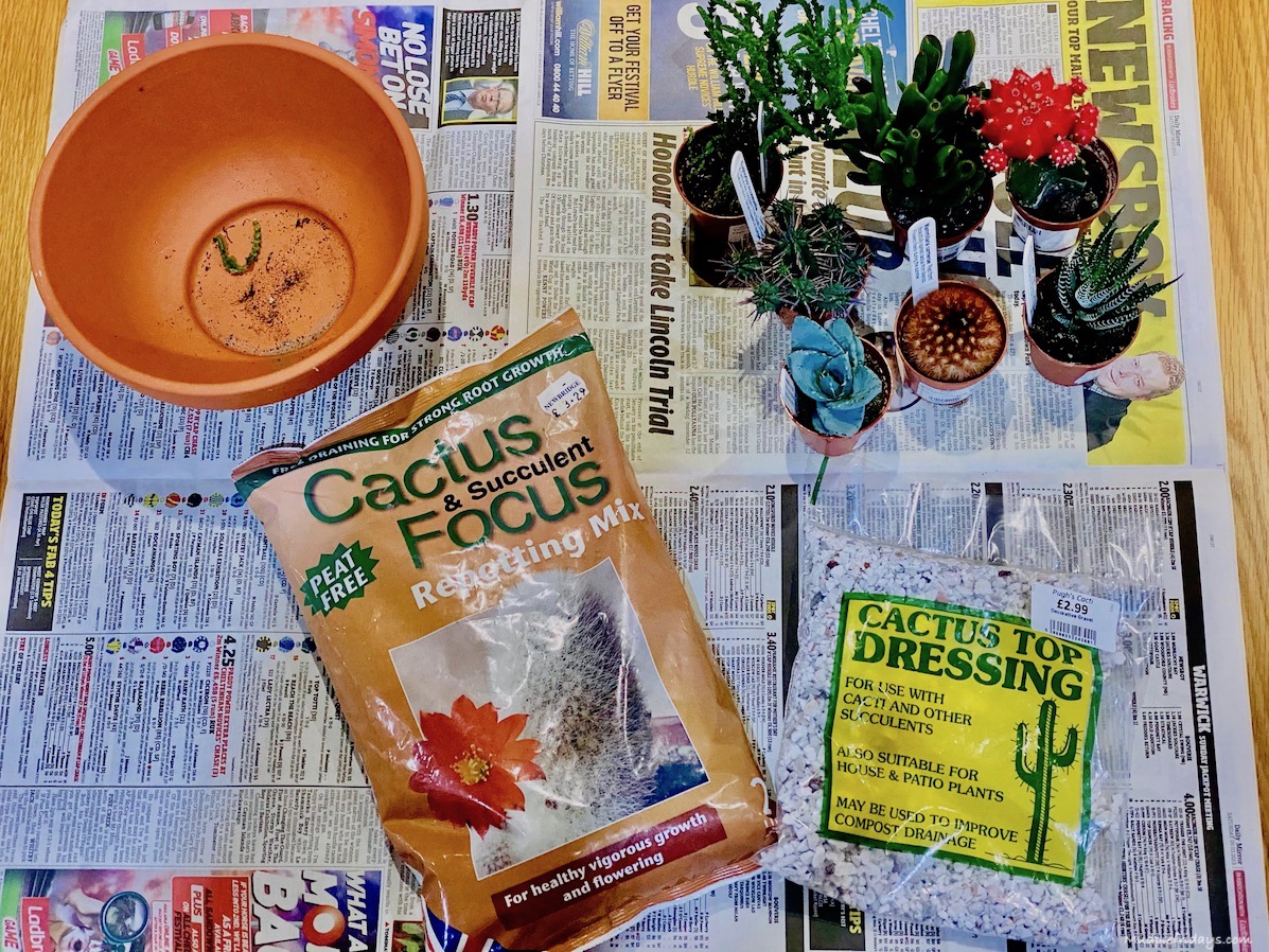 10 Tips for Making A Cacti Garden