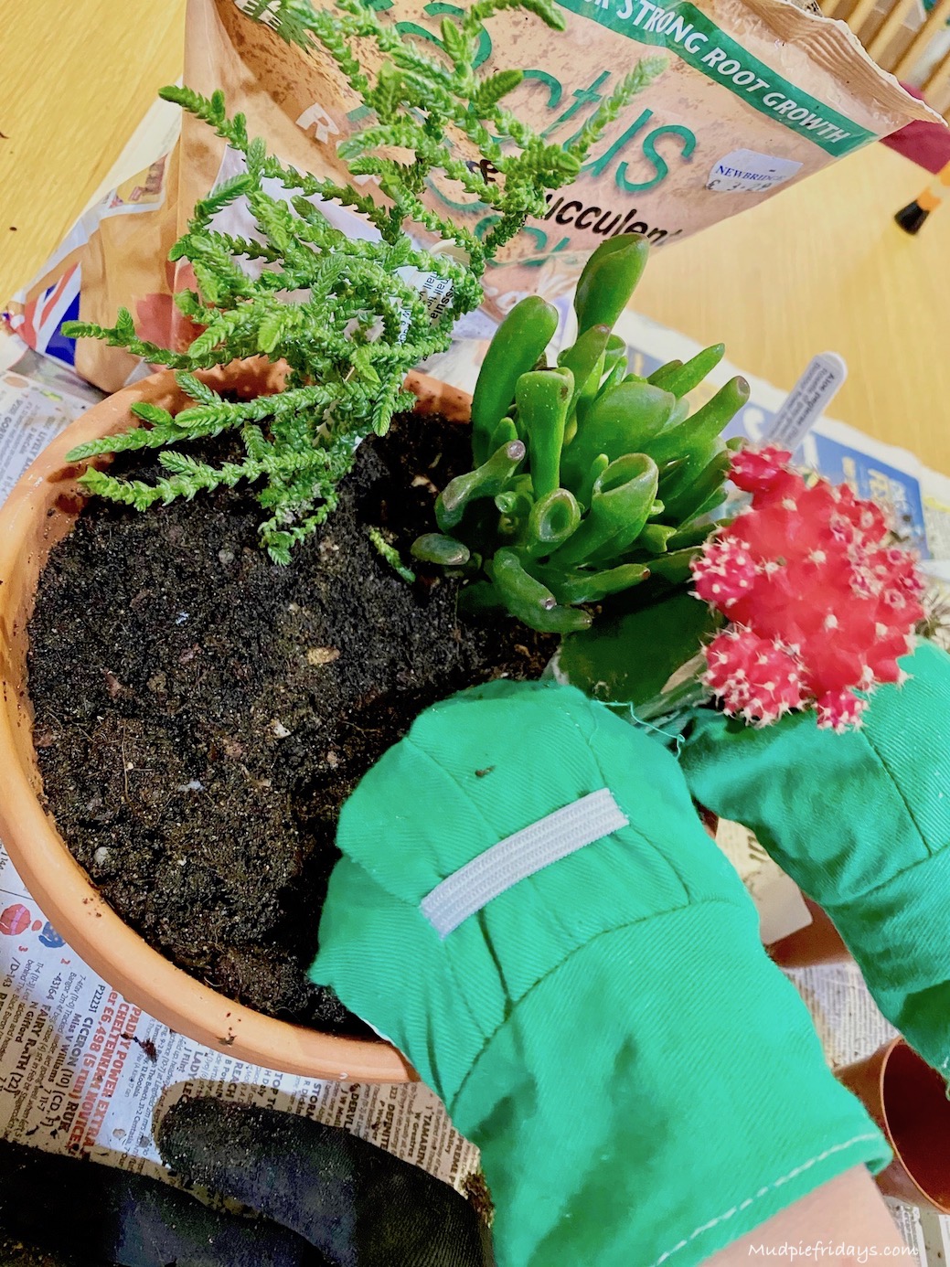 tips for repotting cacti