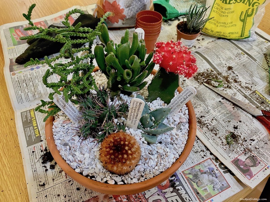 Homemade cacti garden