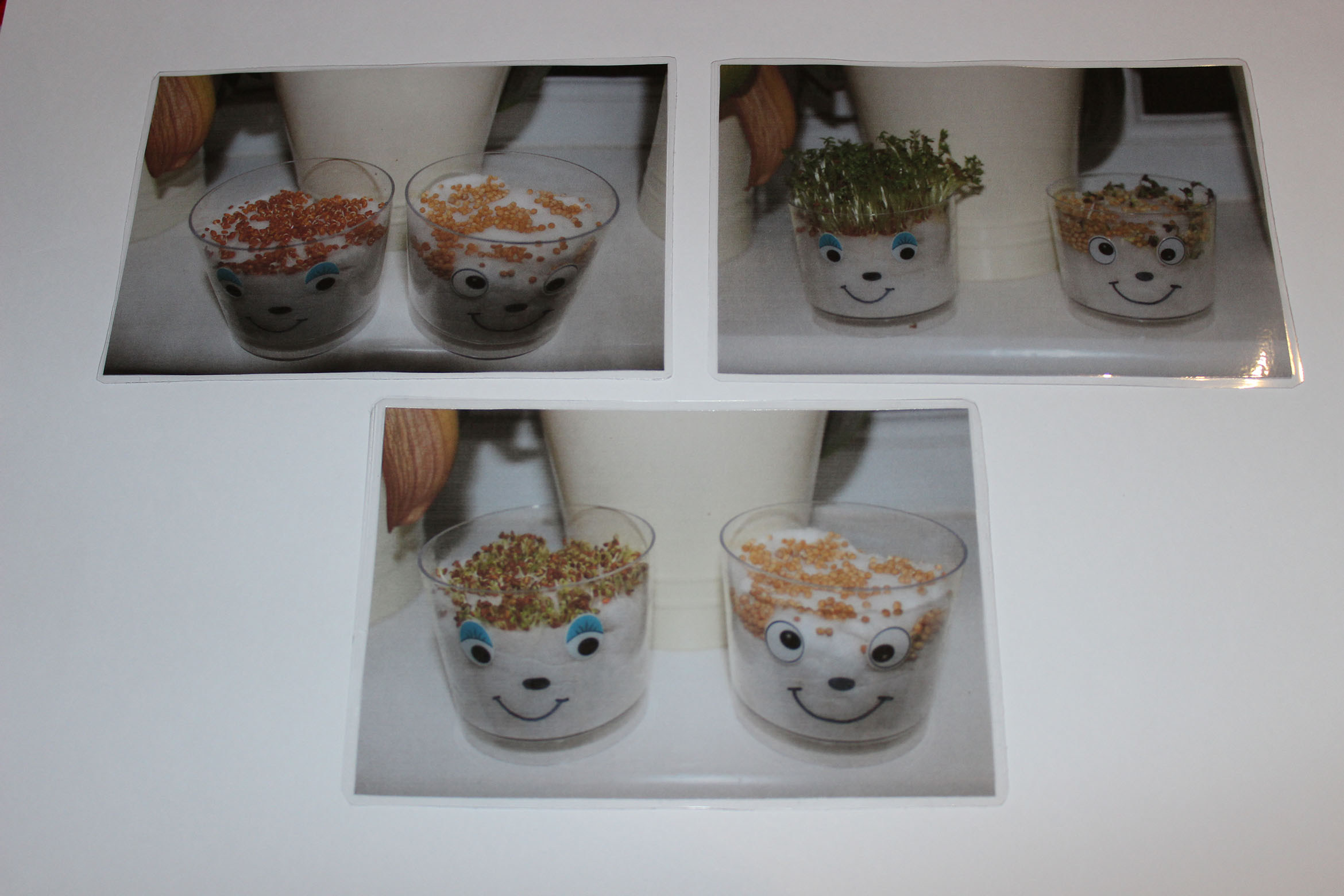 growing cress sequencing cards DIY