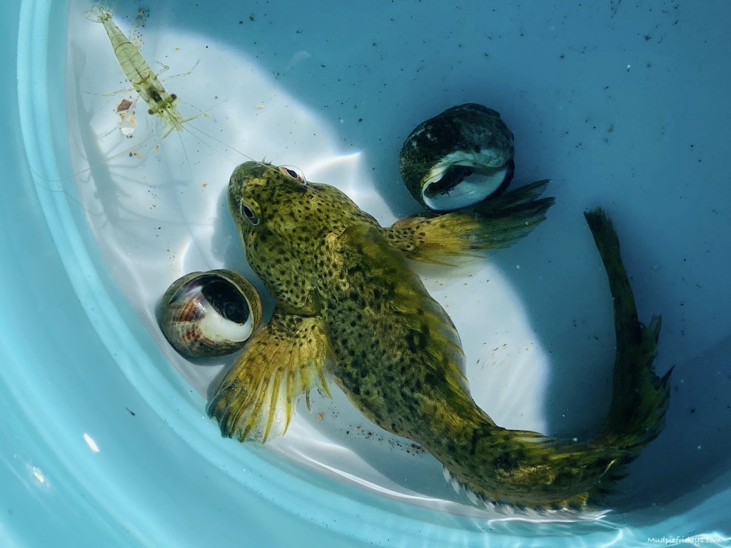 Catching fish while Rockpooling in north devon
