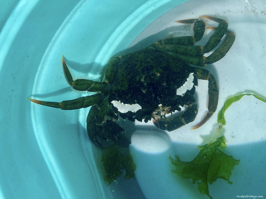British shoreline crab