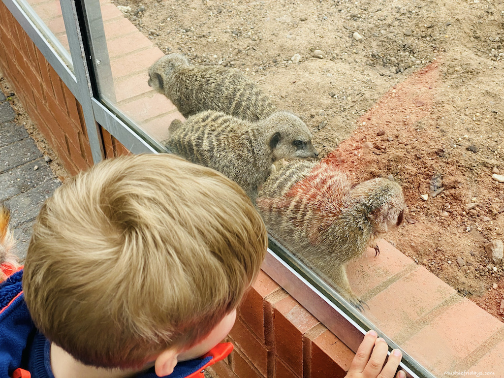 Drayton Manor Zoo