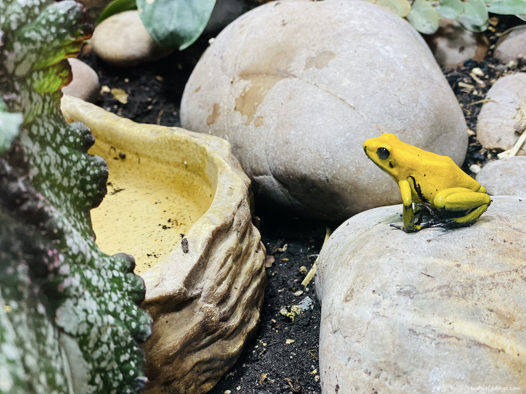 Drayton Manor Zoo Reptile House