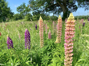 The Lupin Field in sussex