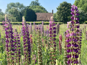 The Lupin Field National Trust