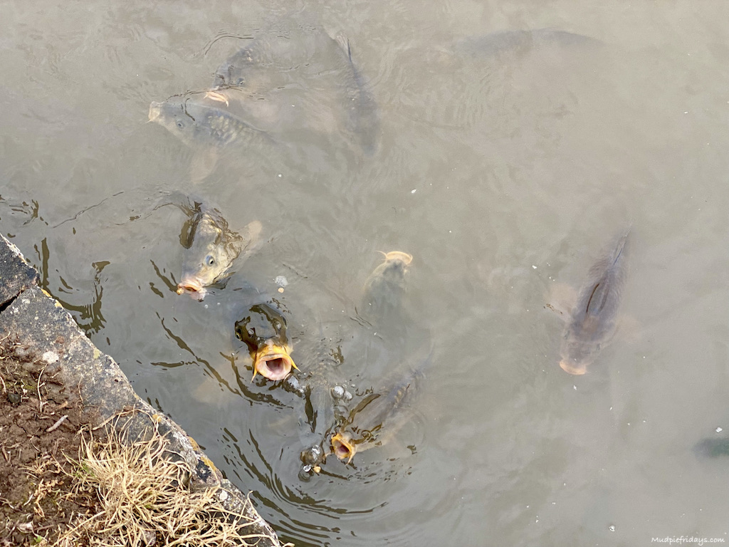 Fish at Westbury Court Gardens