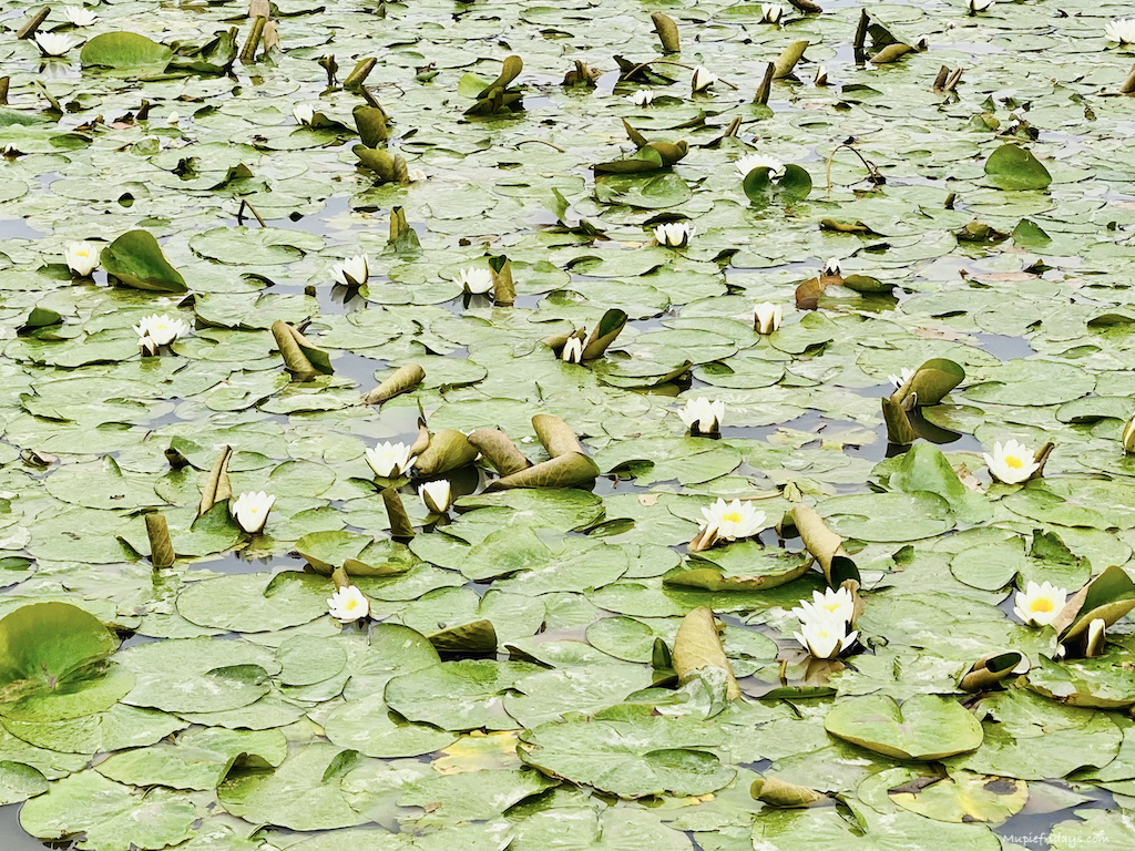 lilies at Westbury Court Gardens