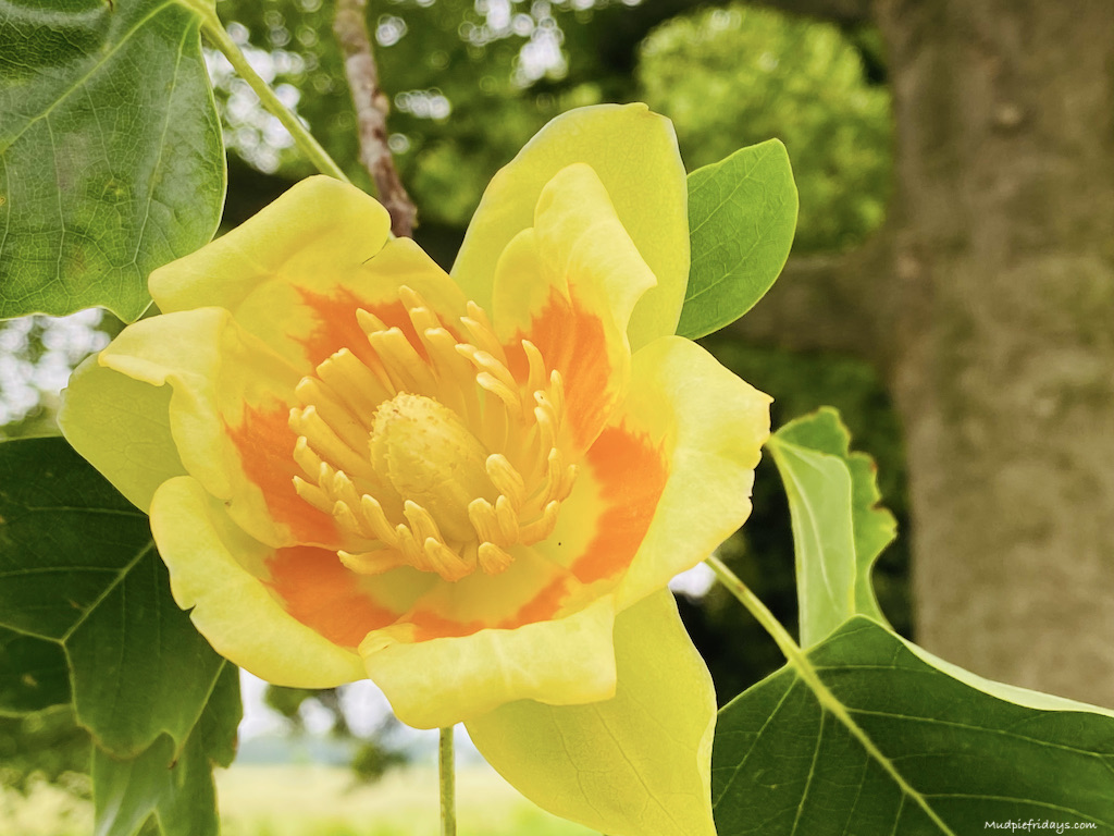 UKs largest tulip tree