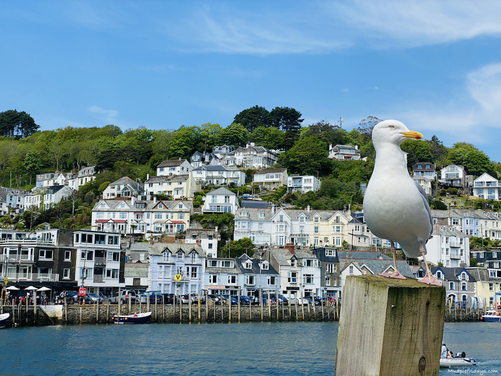Looe with a seagull