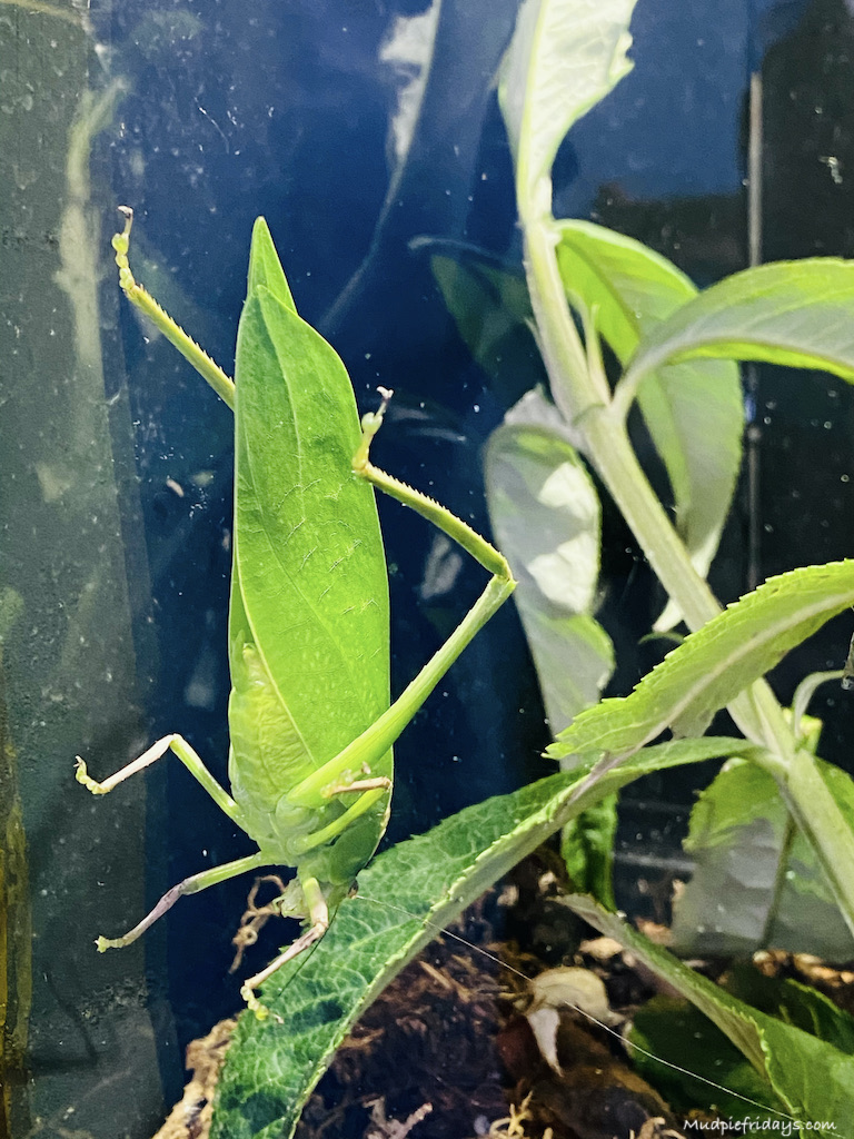 leaf stick insect
