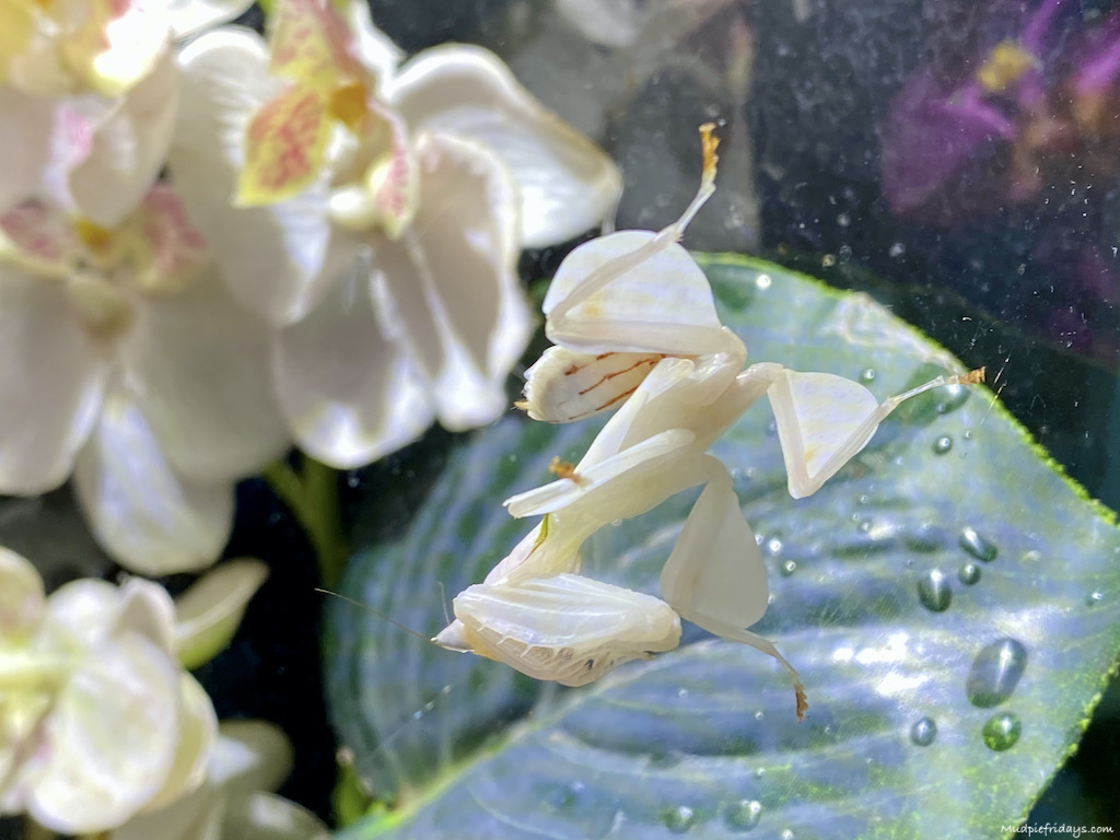orchid stick insect