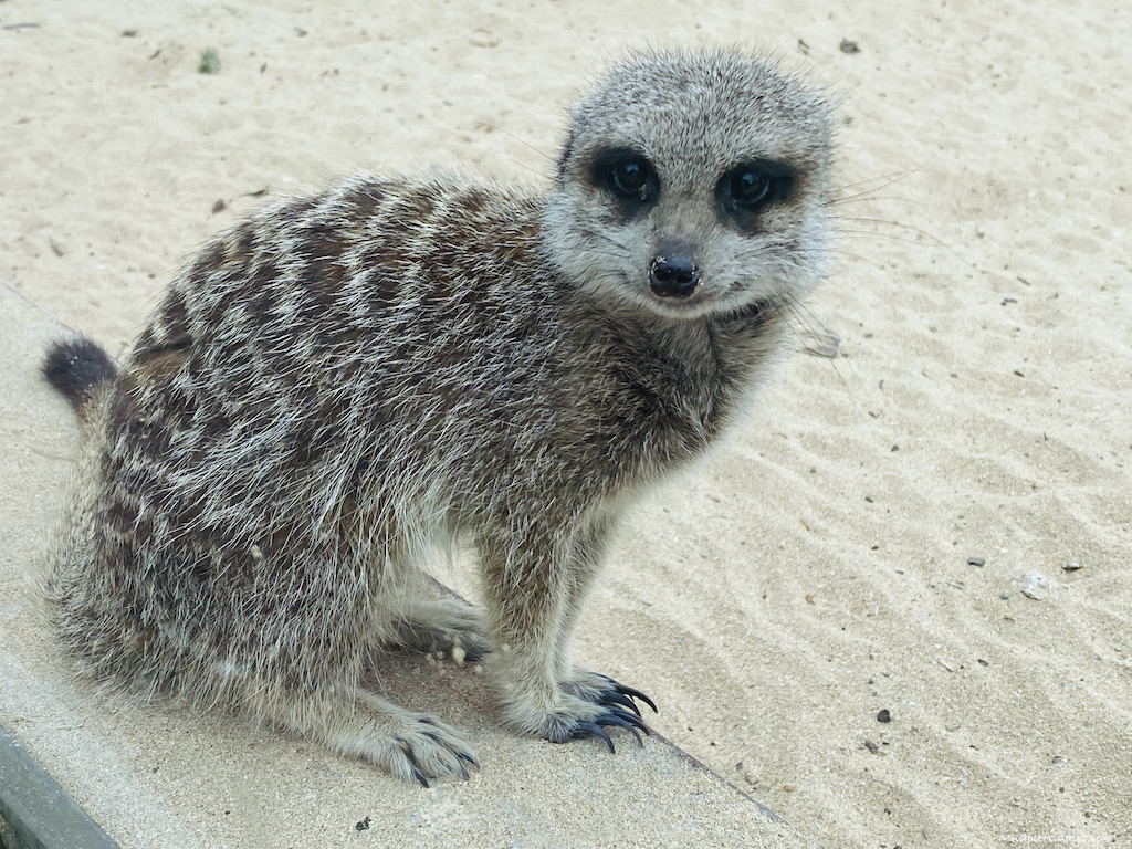 Meerkat