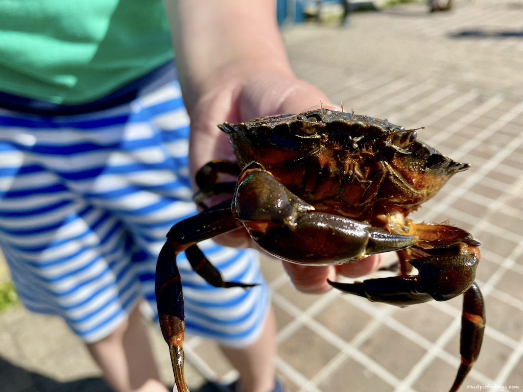 Crabbing in cornwall