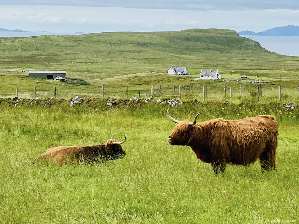 Coos on the Isle of Skye