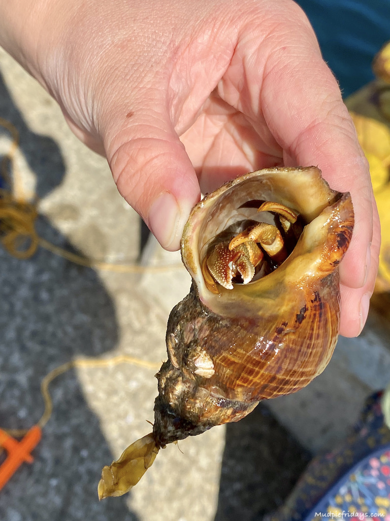 Hermit Crab