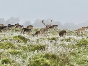Deer at Petworth House and Parkland - National Trust Places to visit in Sussex 