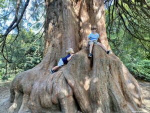 Large tree to climb at Sheffield Park National Trust