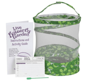 Live Butterfly Garden - Caterpillars to Butterflies