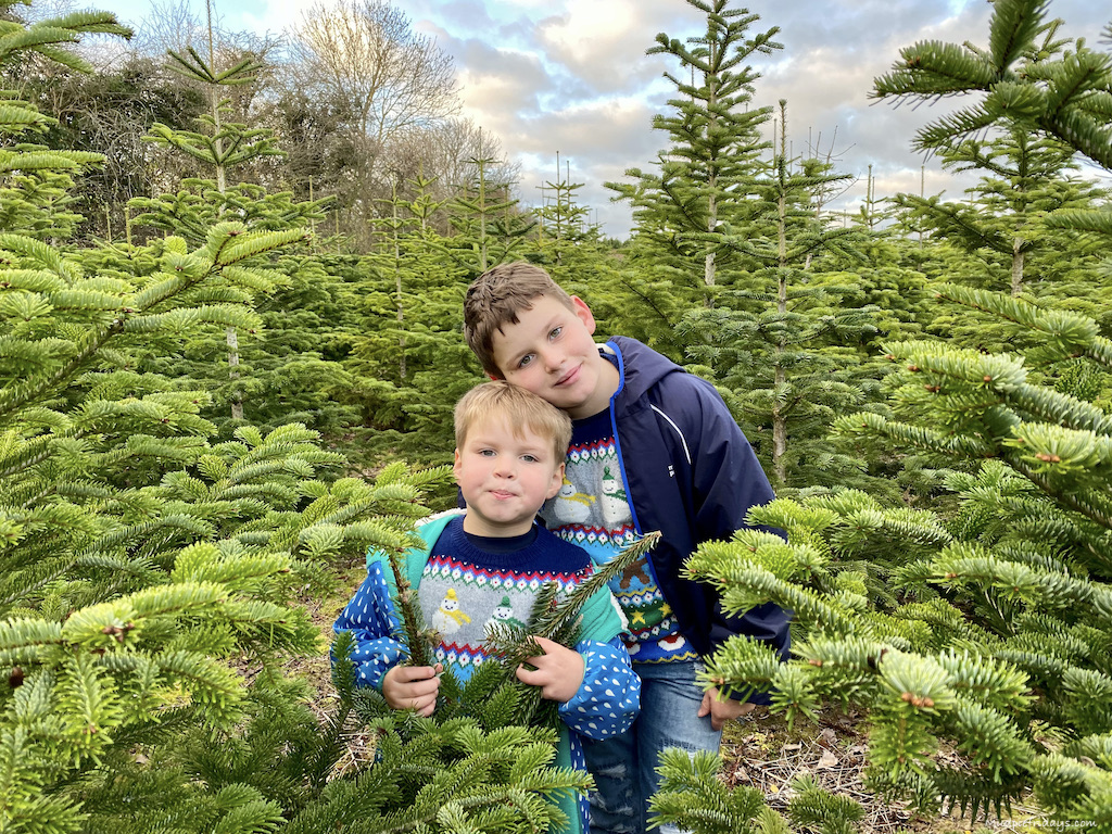 The boys cutting down our Christmas tree