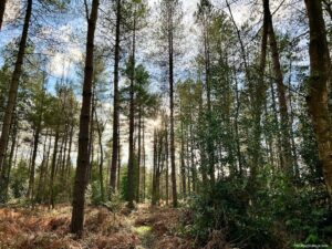 Trees at the Alice Holt Forest in Hampshire