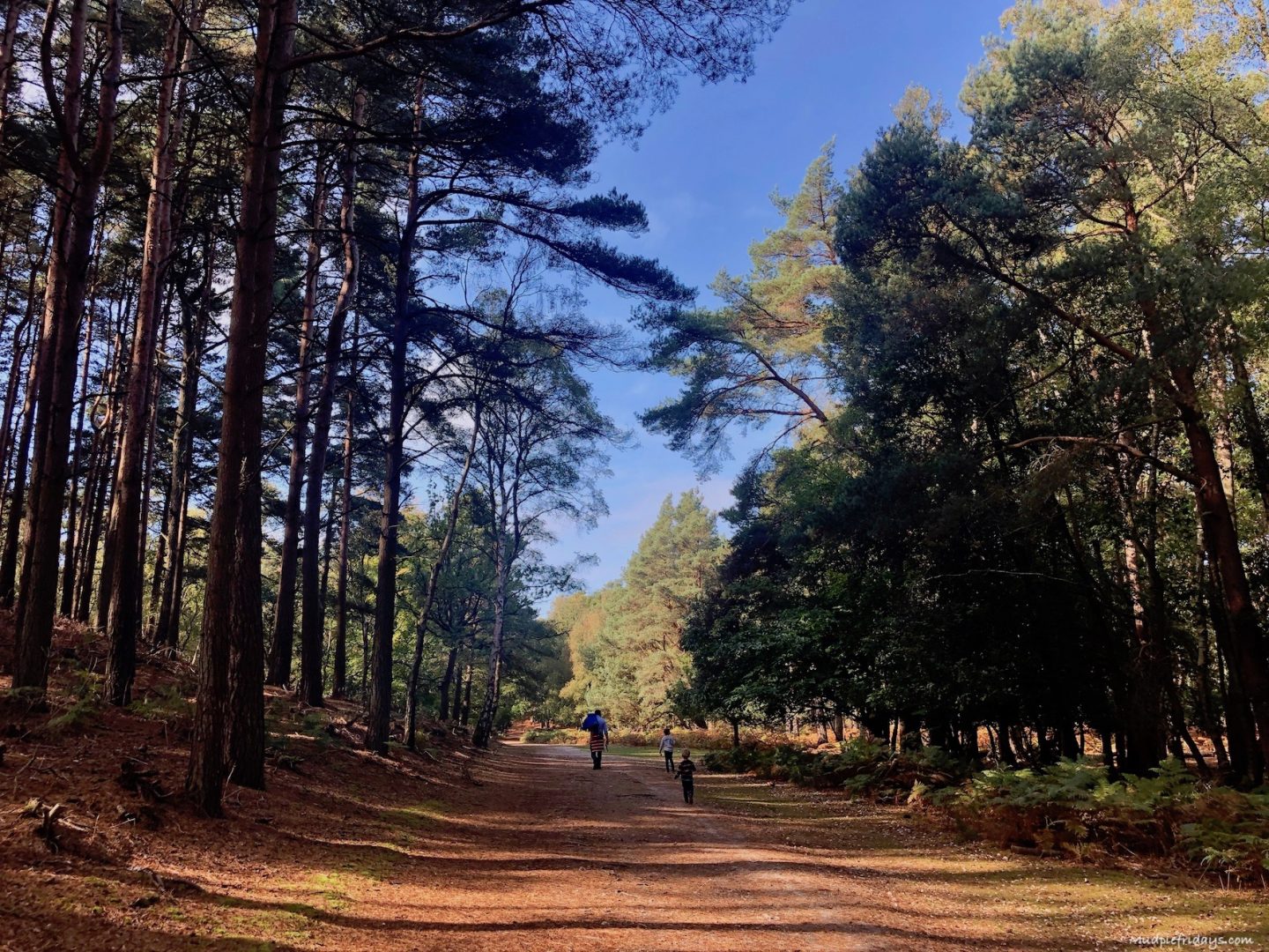 Brownsea Island is on of the amzing places you can visit with your National Trust membership
