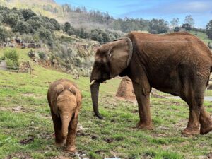 Elephants at Cabarceno Wildlife Park in Northern Spain about twenty minutes south of Santander