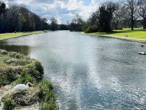 The lake in Verulamium park in St Albans