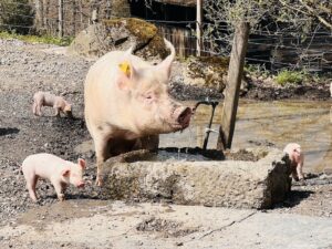 mummy pig and piglets in the farm area at the Ballenberg Switzerland open air museum near Interlaken