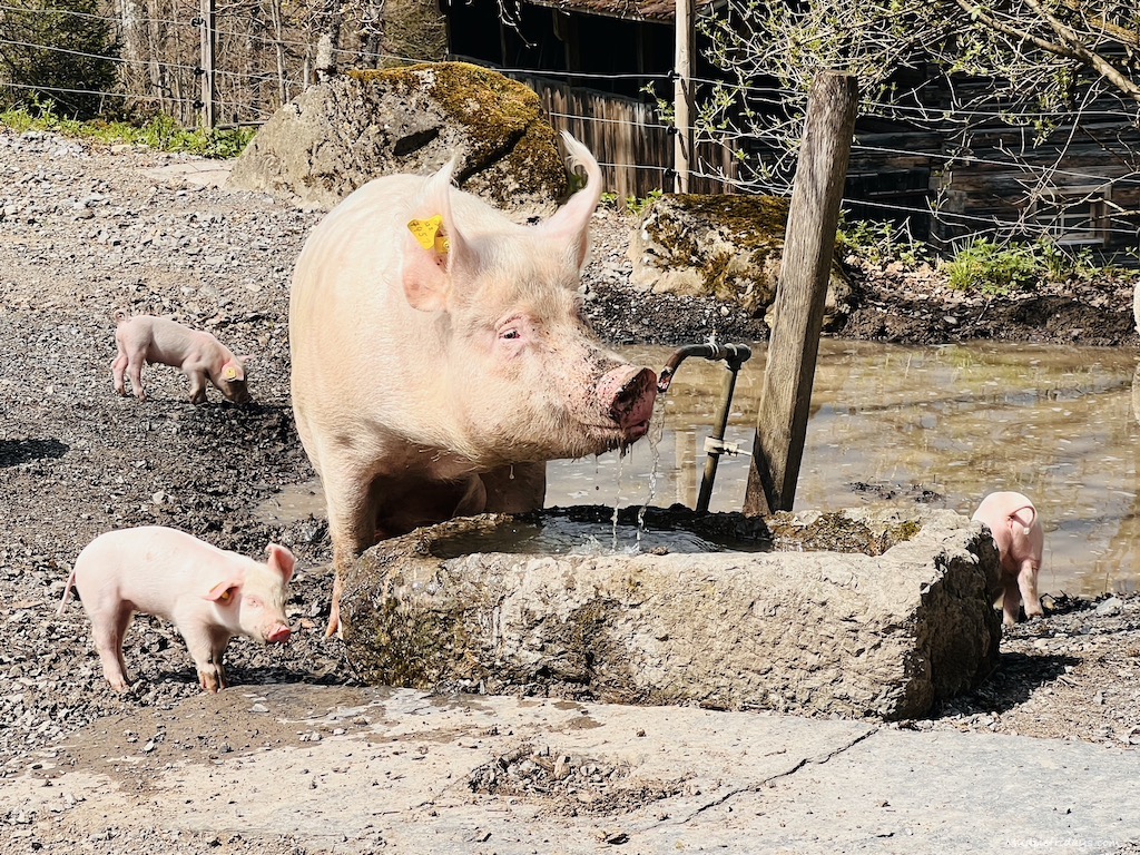 mummy pig and piglets in the farm area at the Ballenberg Switzerland open air museum near Interlaken