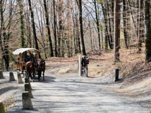 horse and carriage as an alternative way to get around the Ballenberg museum
