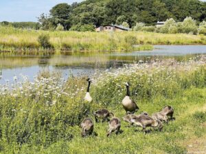Geese by the lake in Center Parcs France