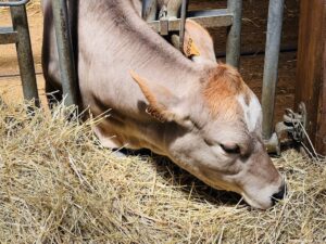 Cows at Bellevie Farm - Ferme Bellevie