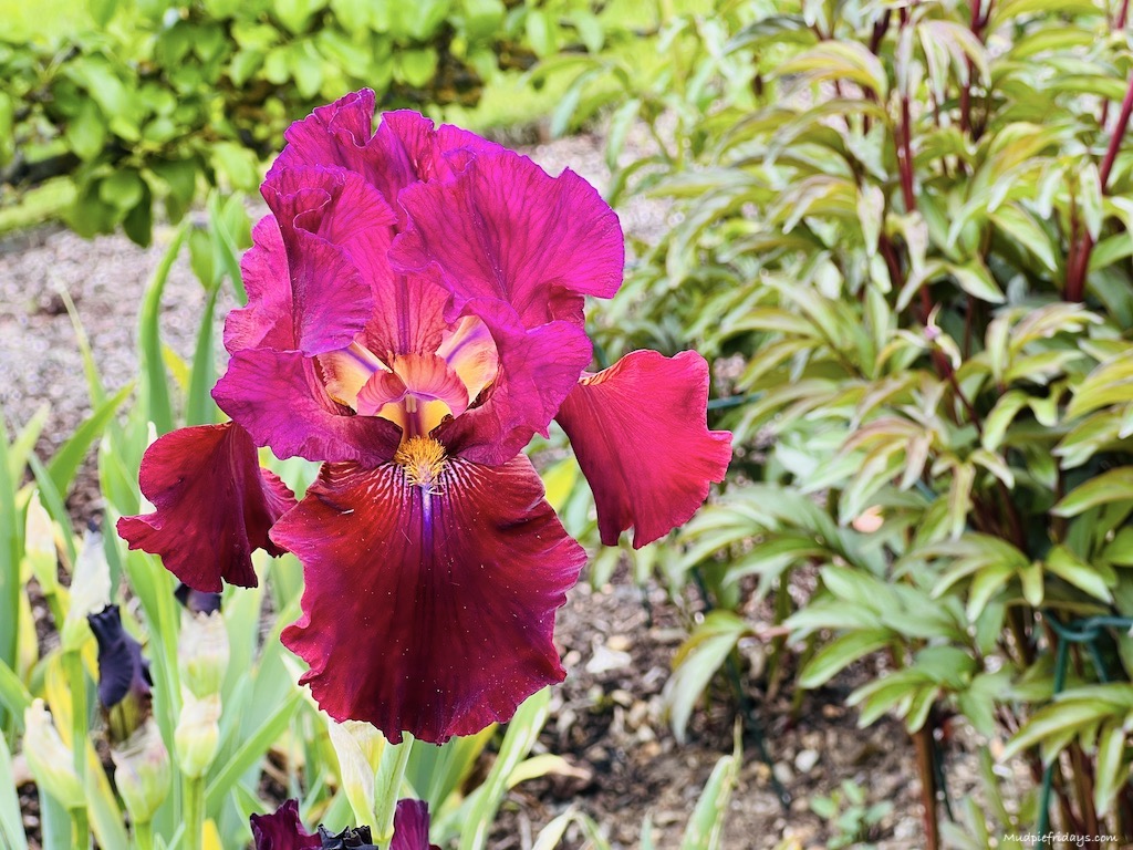 red bearded iris