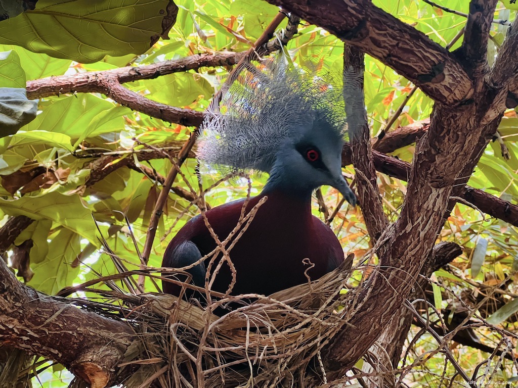 bird from the tropical house during our visit